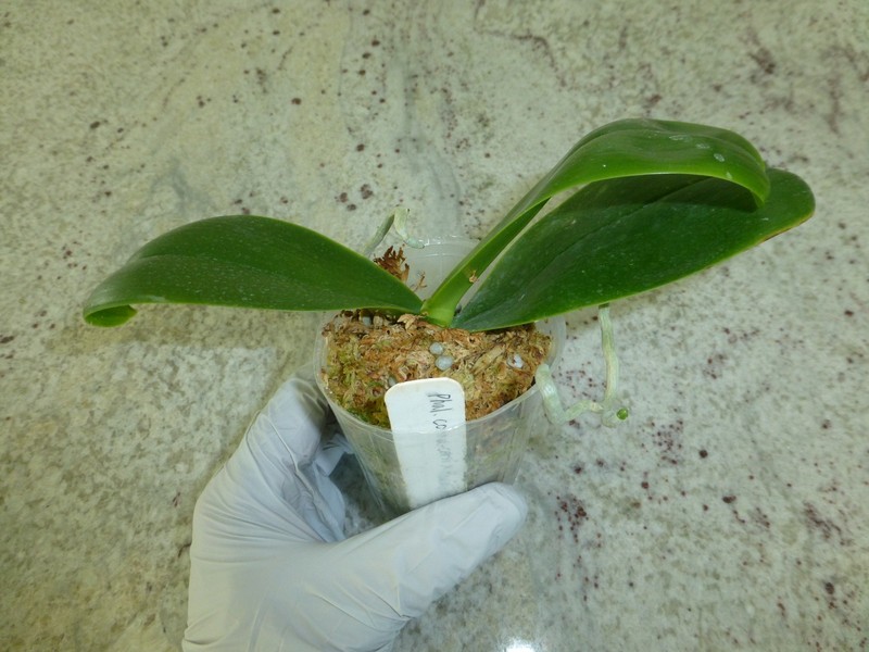 Fragrant Orchid Phalaenopsis Phal. cornu-cervi × Hawaii Dragon Girl In 3" Pot gallery