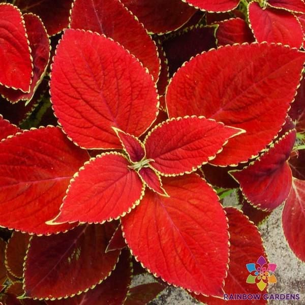 25+ Red Coleus Seeds for Garden Planting - USA - FREE SHIPPING! gallery