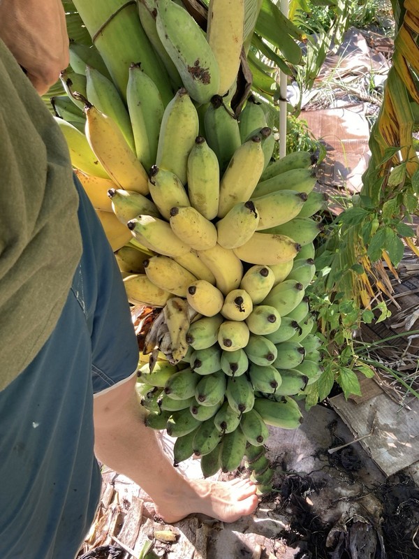 Ice Cream Banana Dwarf Namwah Blue Java Live Plant guaranteed bananas gallery