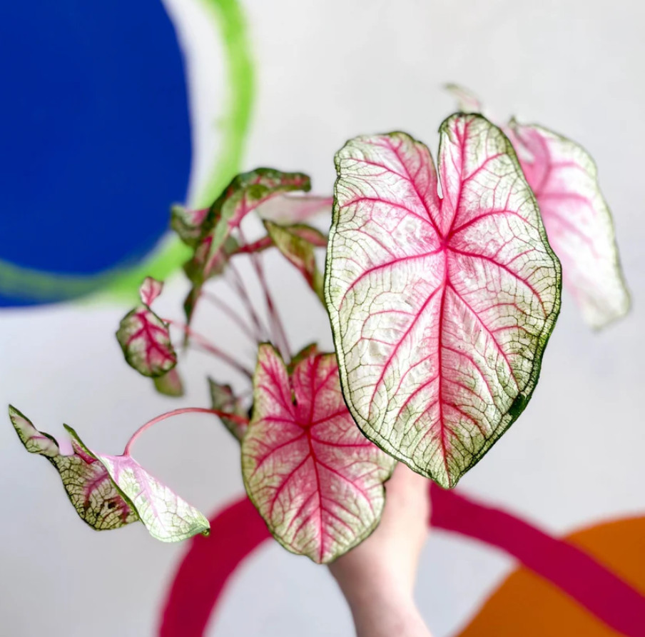 Caladium ‘Southern Charm’ – Size #2 Bulbs (4 Bulbs, 1-1.5") – For Sun or Shade gallery