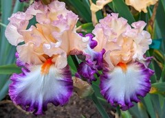 ‘Brouhaha’ Tall Bearded Iris Rhizome PRE-SALE to Ship Aug/Sept