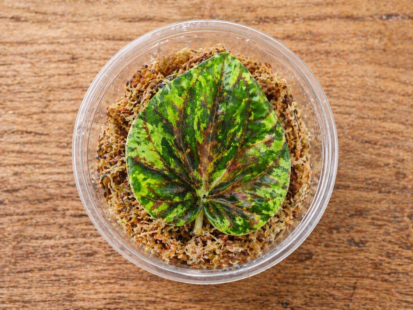 Peperomia Buenos Aires Propagation Kit gallery