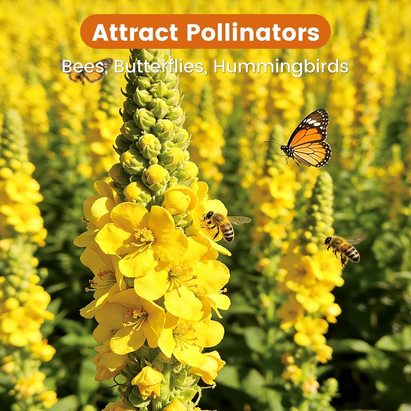 Fruivity 10,000+ Mullein Seeds for Planting(Verbascum Thapsus), yellow gallery