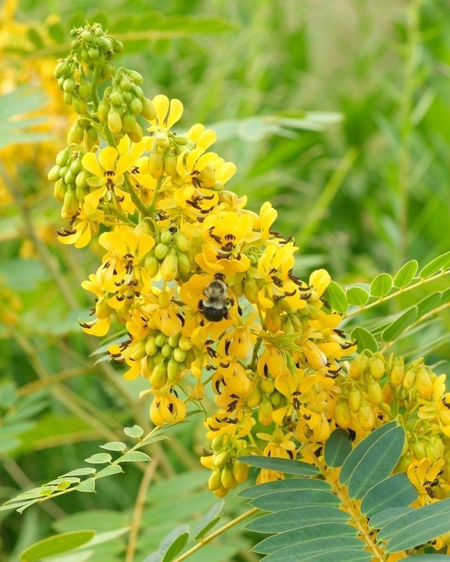 1 Wild Senna Plant hebecarpa/US Native/Organic/Deer Resistant gallery