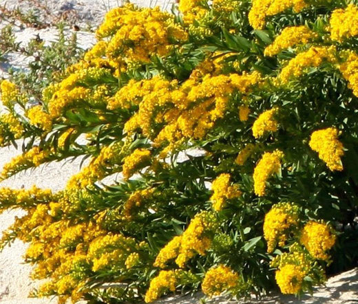 CANADA GOLDENRODE Solidago Canadensis - 10,000 Bulk Seeds gallery