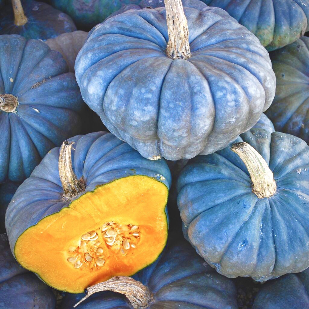20 Blue Pumpkin Seeds | Jarradale Queensland Cinderella Doll|RARE|free Shipping! gallery