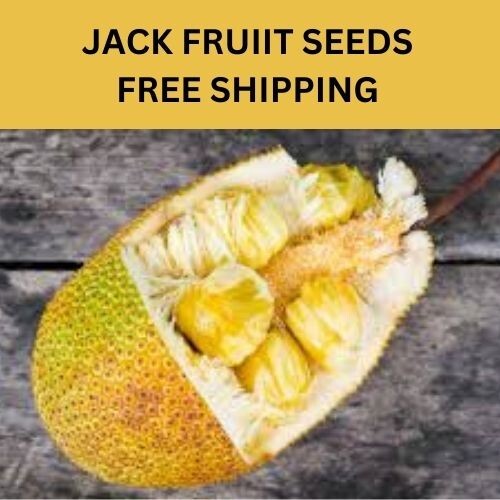 Seeds Jackfruit Fruit Tropical Tree Flower Largest seeds 2kg Fresh Jack Organic gallery