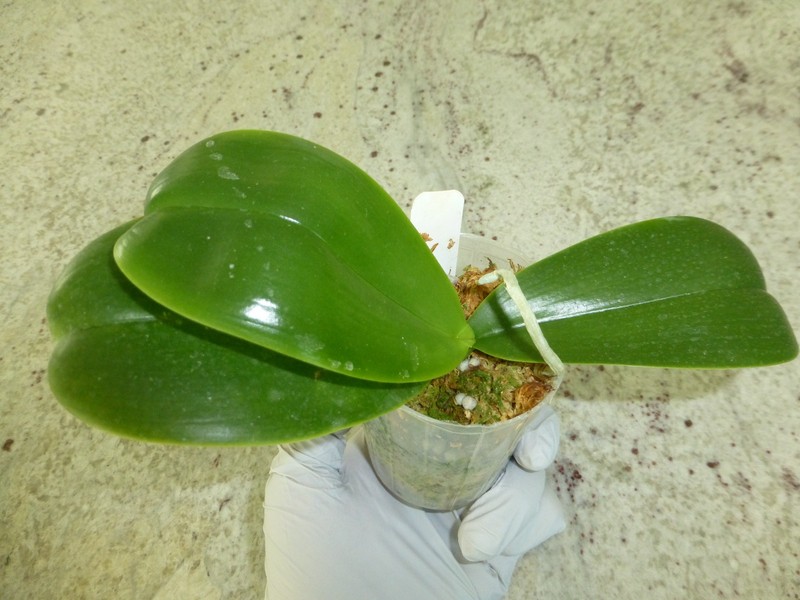 Fragrant Orchid Phalaenopsis Phal. cornu-cervi × Hawaii Dragon Girl In 3" Pot gallery