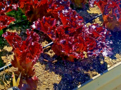 1000+ RUBY LETTUCE SPRING MIX SALADS GARDEN VEGETABLE HARDY HEIRLOOM NON-GMO USA