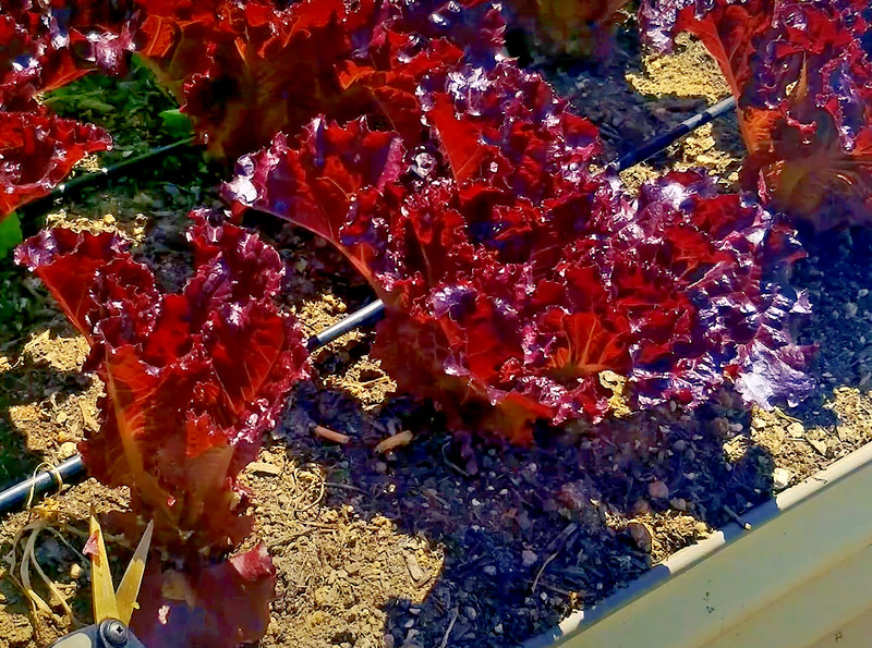 1000+ RUBY LETTUCE SPRING MIX SALADS GARDEN VEGETABLE HARDY HEIRLOOM NON-GMO USA gallery