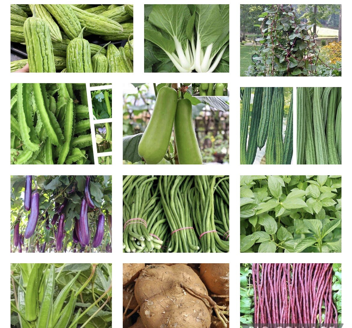 20 Packets Asian/Filipino Vegetable Seeds for Planting. USA SELLER. gallery