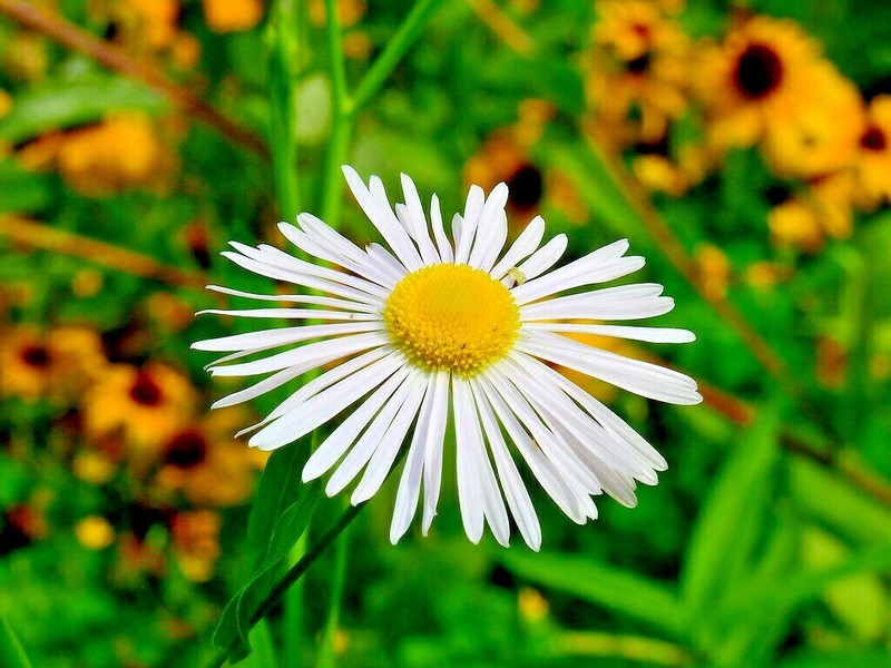 201+FALSE ASTER Seeds Perennial Native Wildflower Poor Soils Summer Fall Garden gallery