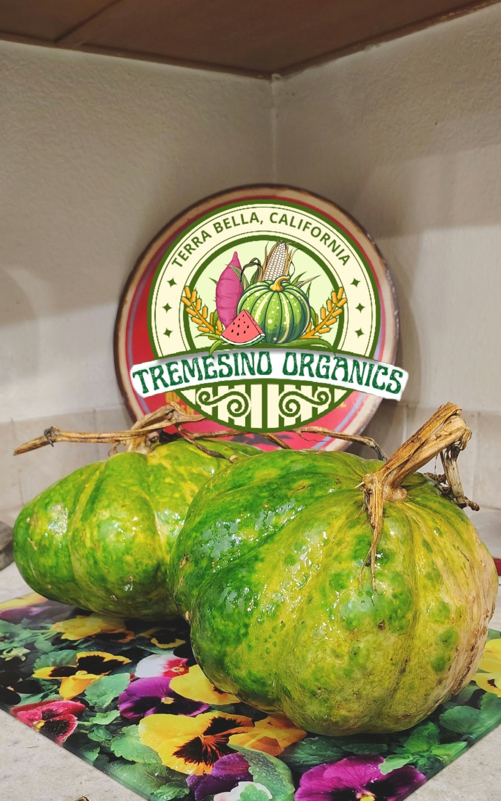 Organic Mexican Green Hardshell Squash, 20 Seeds- Calabaza Mexicana,20 Semillas gallery
