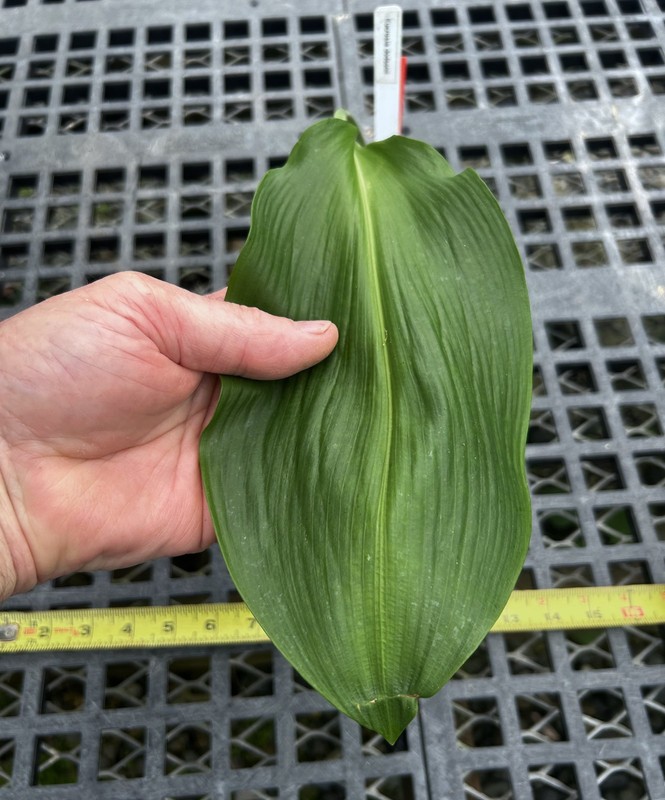 Eucrosia dodsonii -exceptionally nice, rare tropical flowering bulb from Ecuador gallery
