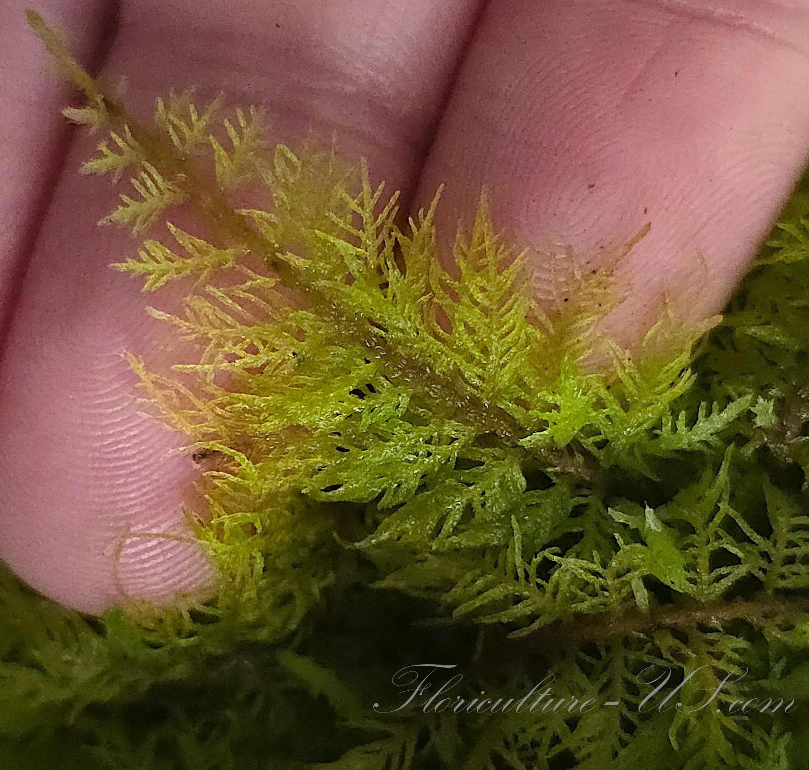 Thuidium Delicatulum, Fern Moss, Live Fresh Sheet Moss gallery