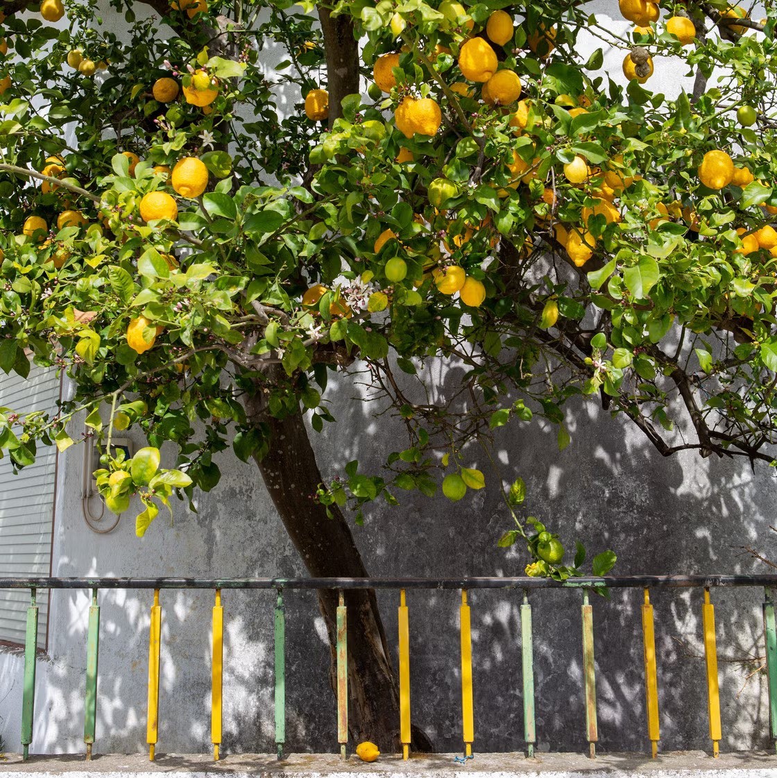 25 Organic Lemon Seeds for Planting – Citrus Fruit Tree Seeds Home Garden gallery