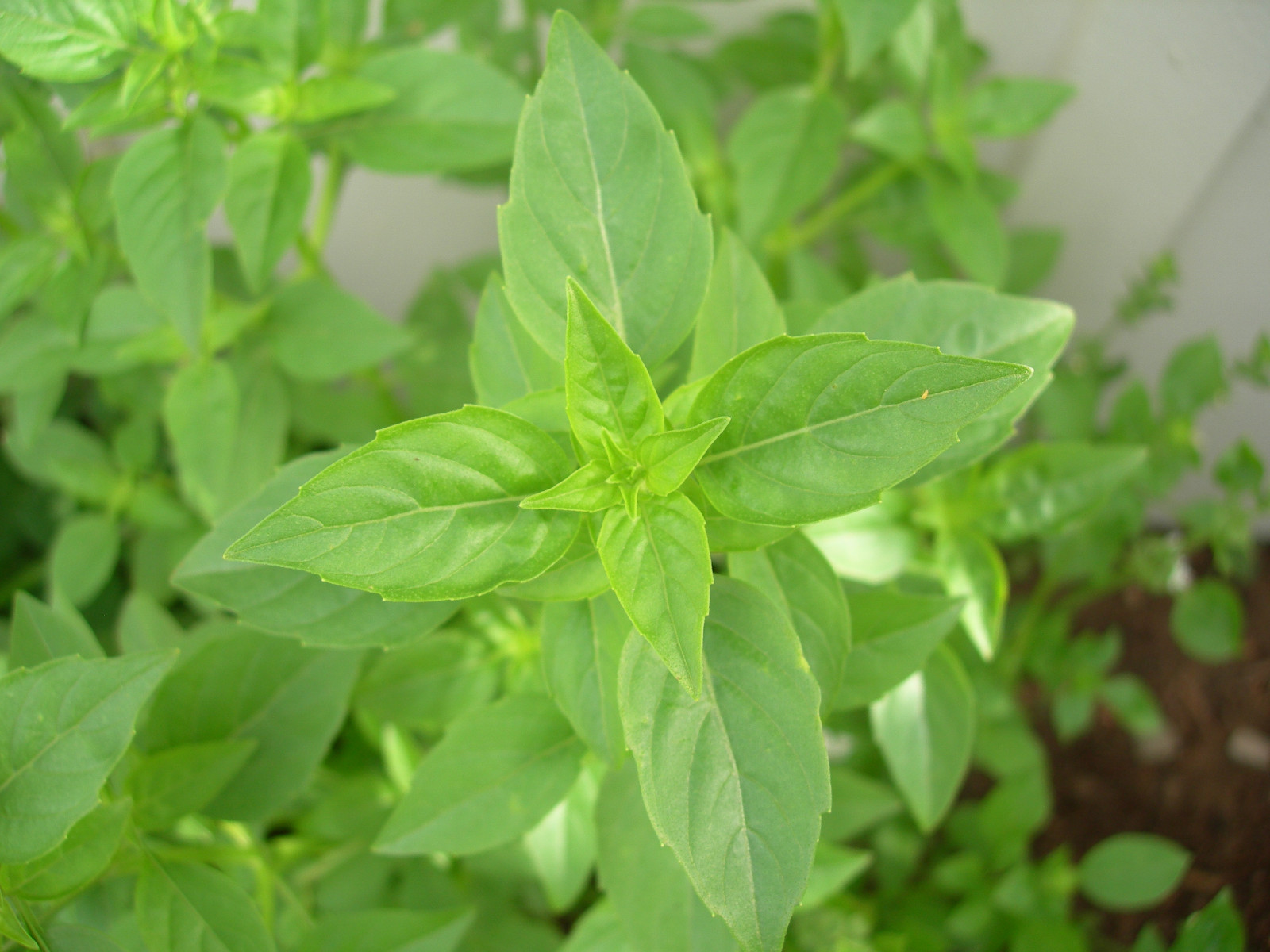 basil, LIME cullinary herb RARE LIME SCENTED 90 seeds! - GroCo BUY 10-SHIPS FREE gallery