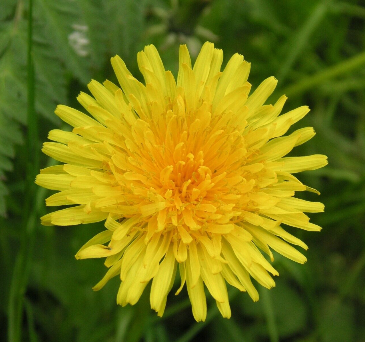 DANDELION SEEDS 100+ "TRUE" herb GARDEN perennial CULINARY teas FREE SHIPPING gallery