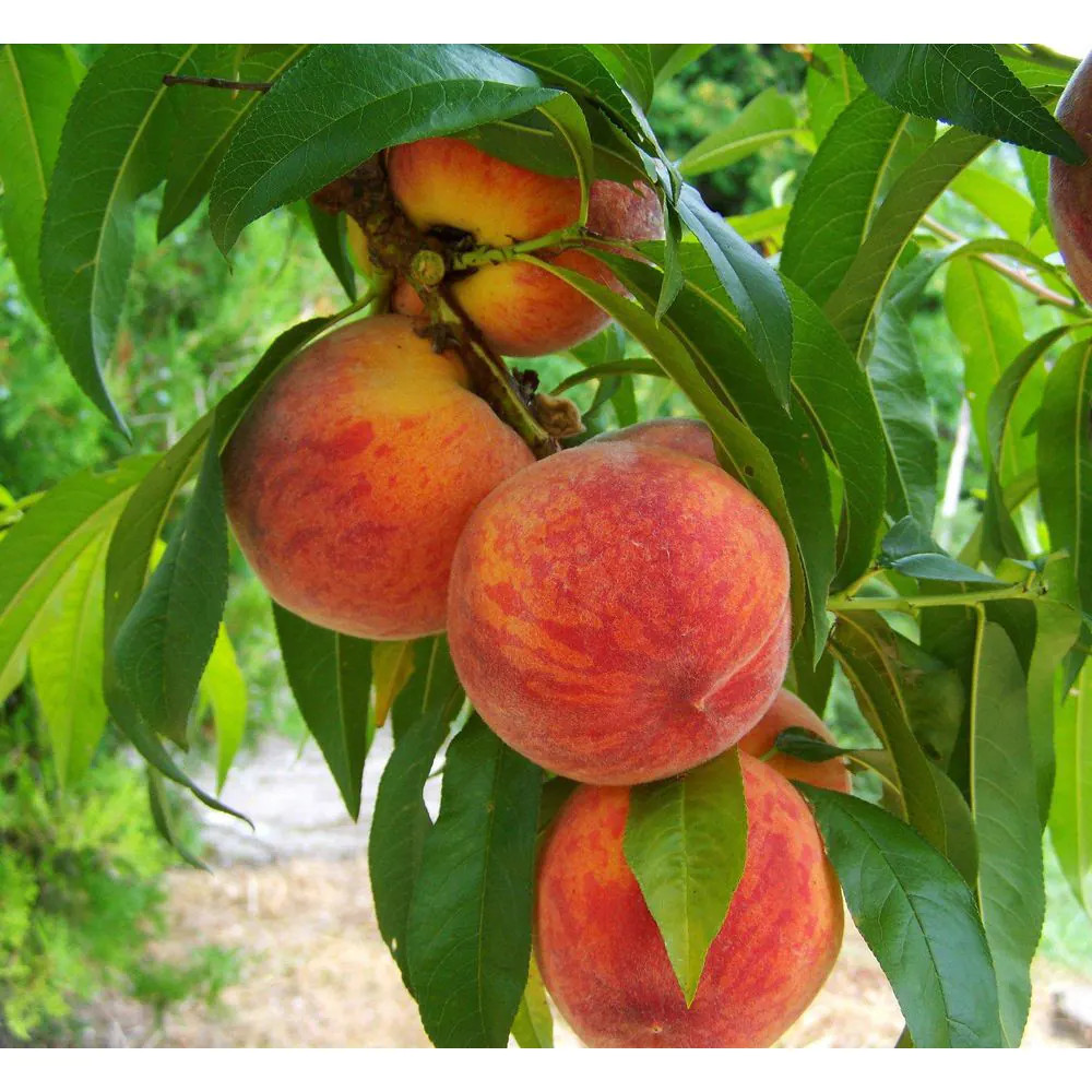 3 Ft. Frost Peach Tree Semi Dwarf with Cold Hardy and Delicious Fruit gallery