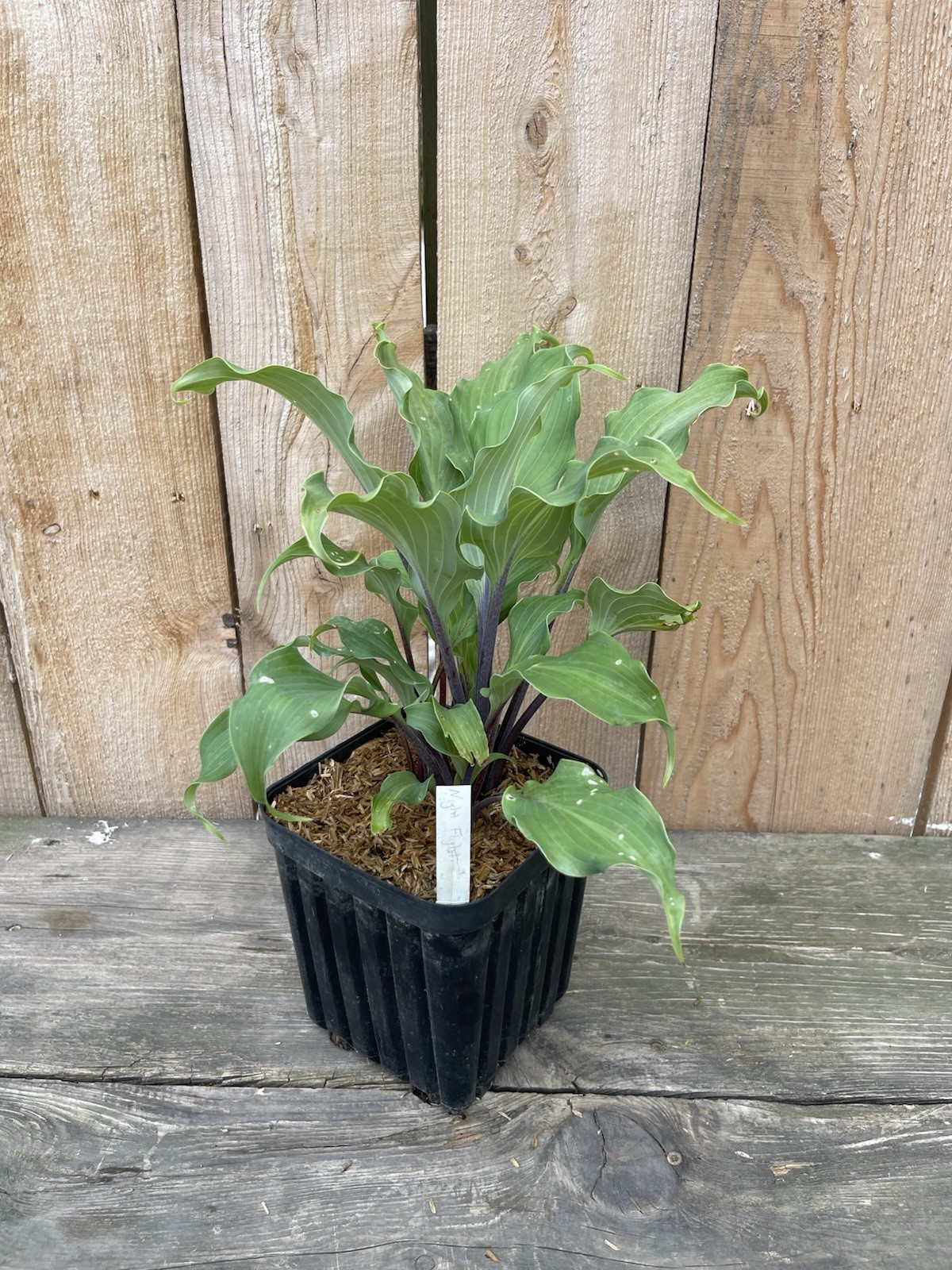 Hosta 'Night Flight' Plant 1gal Pot Green Leaves w/ Blue Tint w/ Magenta Stems!! gallery