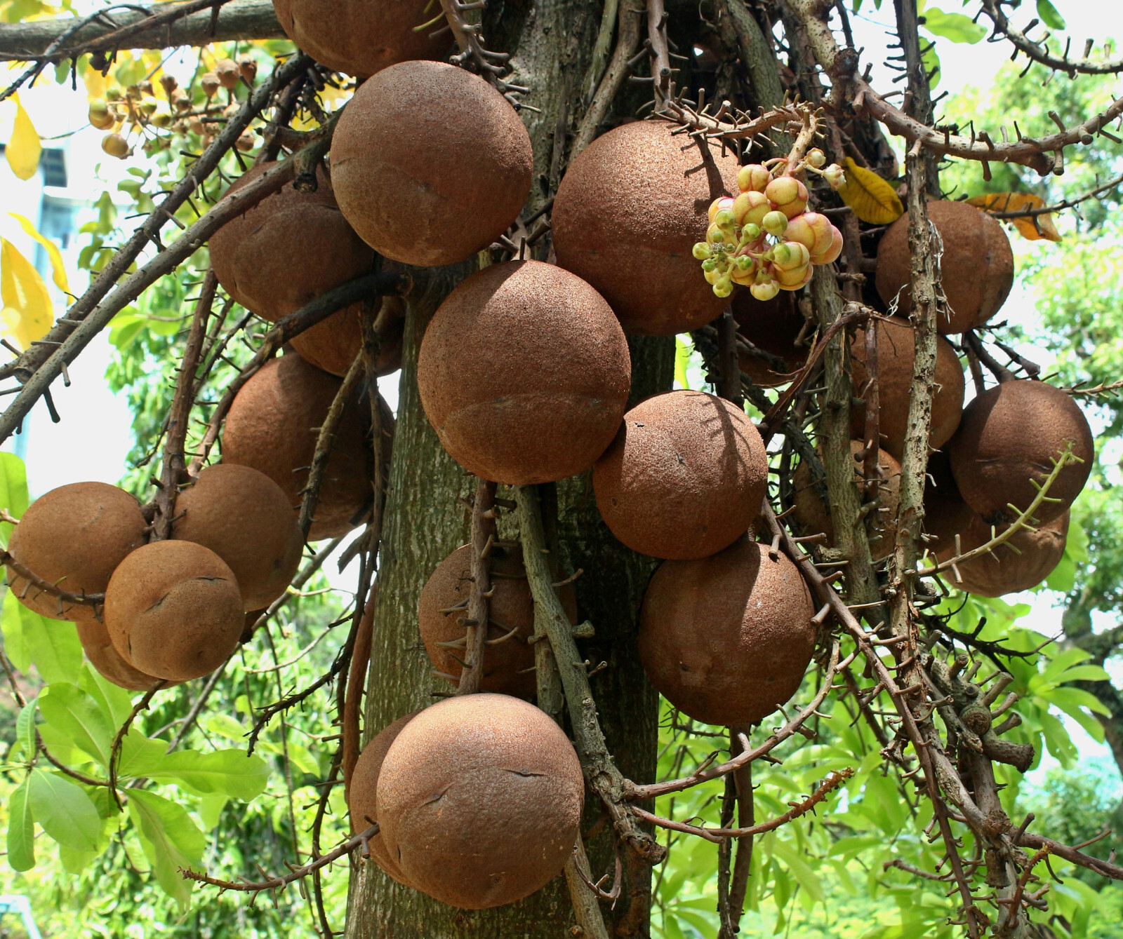Brazil Nut Seeds (15) / ORGANIC / SUPER RARE / DELICIOUS / gallery