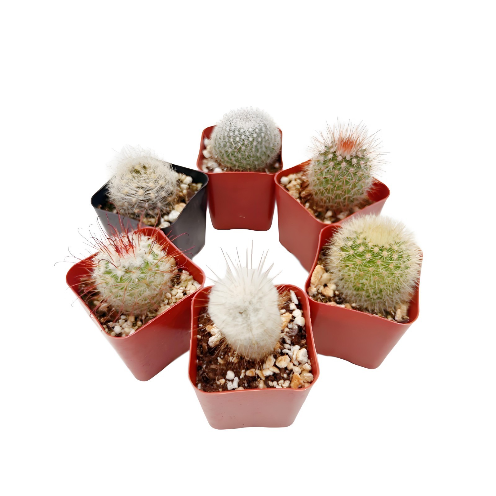 Live Cactus Real Succulent Cacti Indoor Outdoor Plants (Collection of 6) gallery