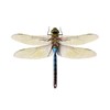 Blue Green Realistic Dragonfly Decal 6" wingspan - Peel and Stick Indoor or Out gallery