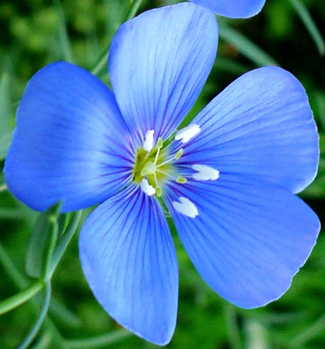 Linum usitatissimum | Common Flax | Linseed | 20_Seeds gallery