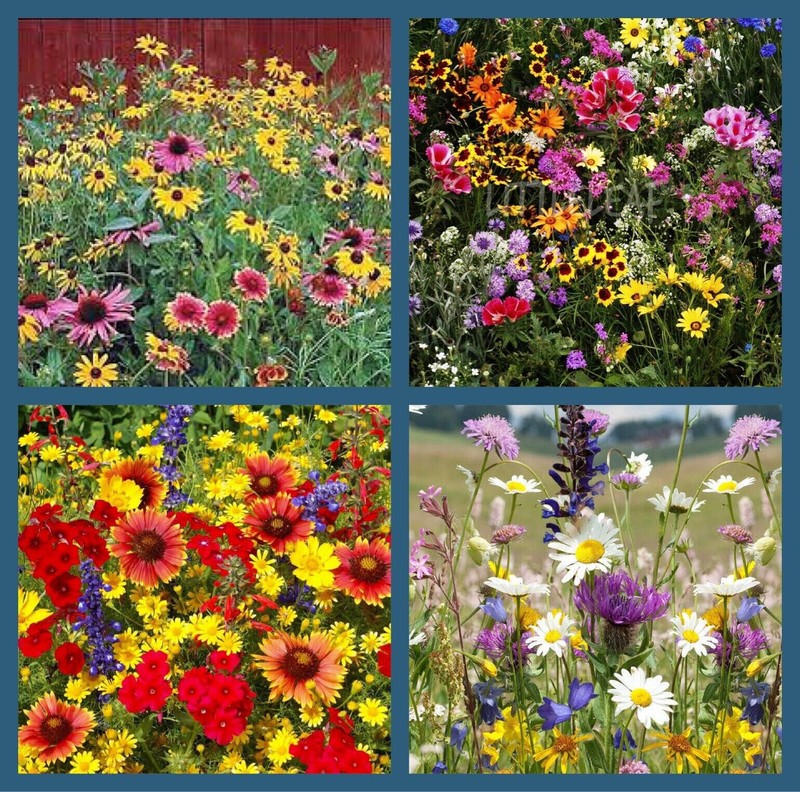 1000+ Annuals & Perennials WildFlower Mix Heirloom Pollinator Non-GMO Fresh Seed gallery