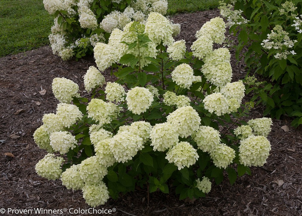 LITTLE LIME Panicle Hydrangea PP#22330