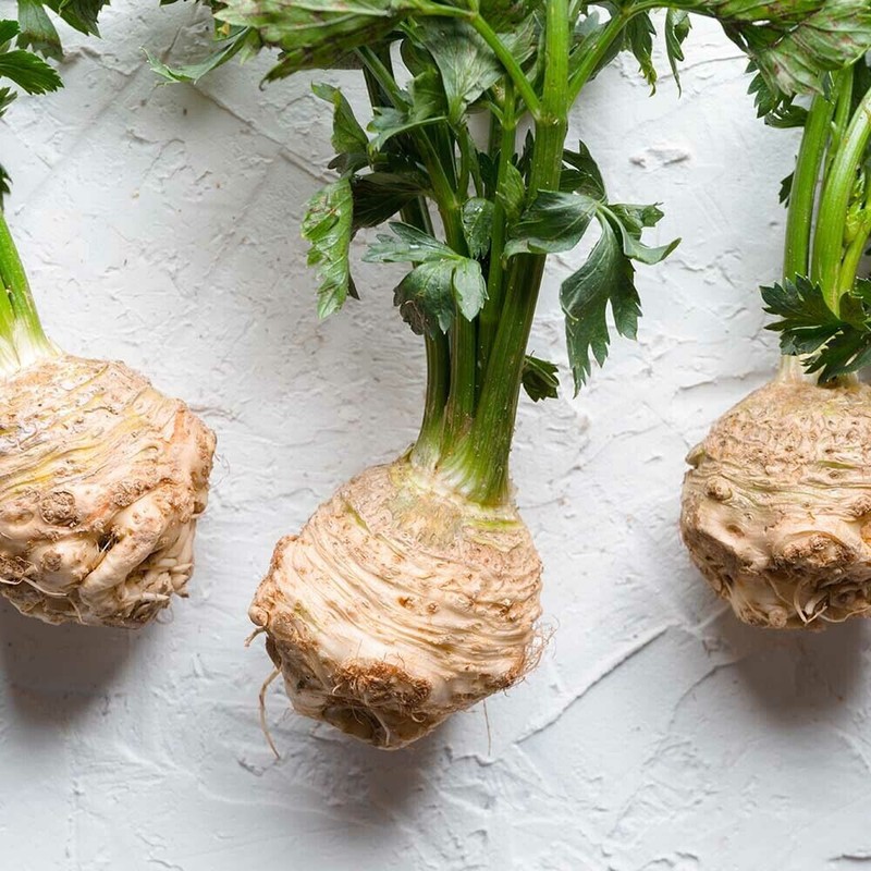 SCARBOROUGH SEEDS Celery Root (Celeriac) 500 Seeds Non GMO Garden Seeds gallery