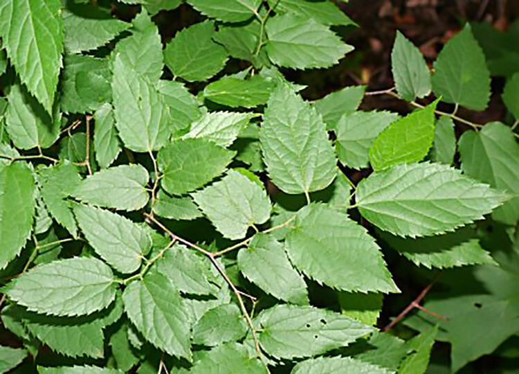 Hackberry, Celtis occidentalis, Tree Seeds gallery