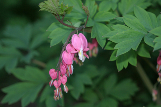 Organic Pink Bleeding Heart Flower Seed Seeds qty 30 USA Heirloom gallery