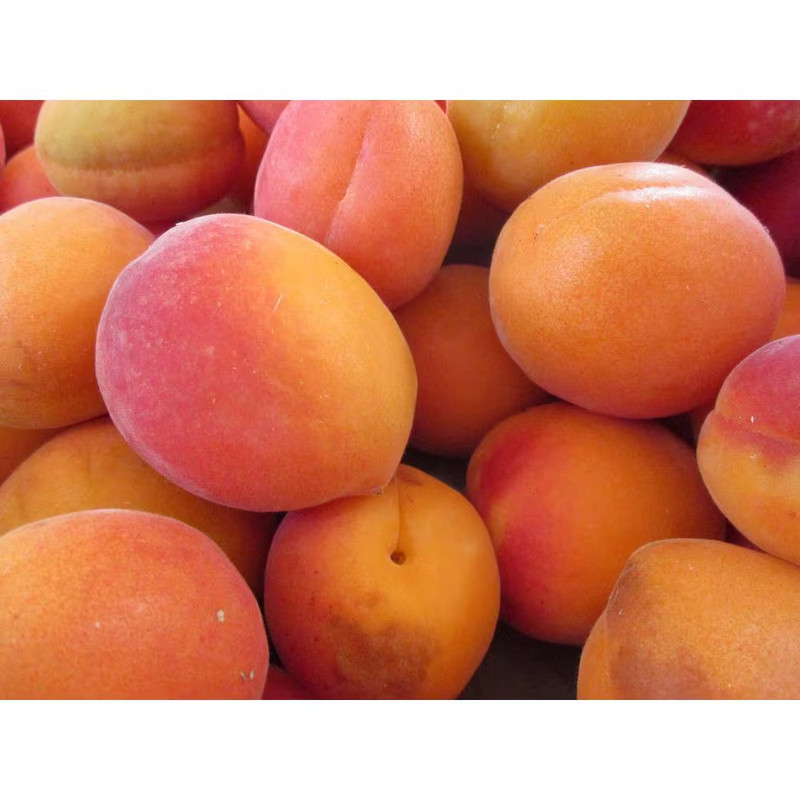 Dwarf Blenheim Apricot Tree (Bare-Root, 3 ft. to 4 ft Tall, 2-Years Old) gallery