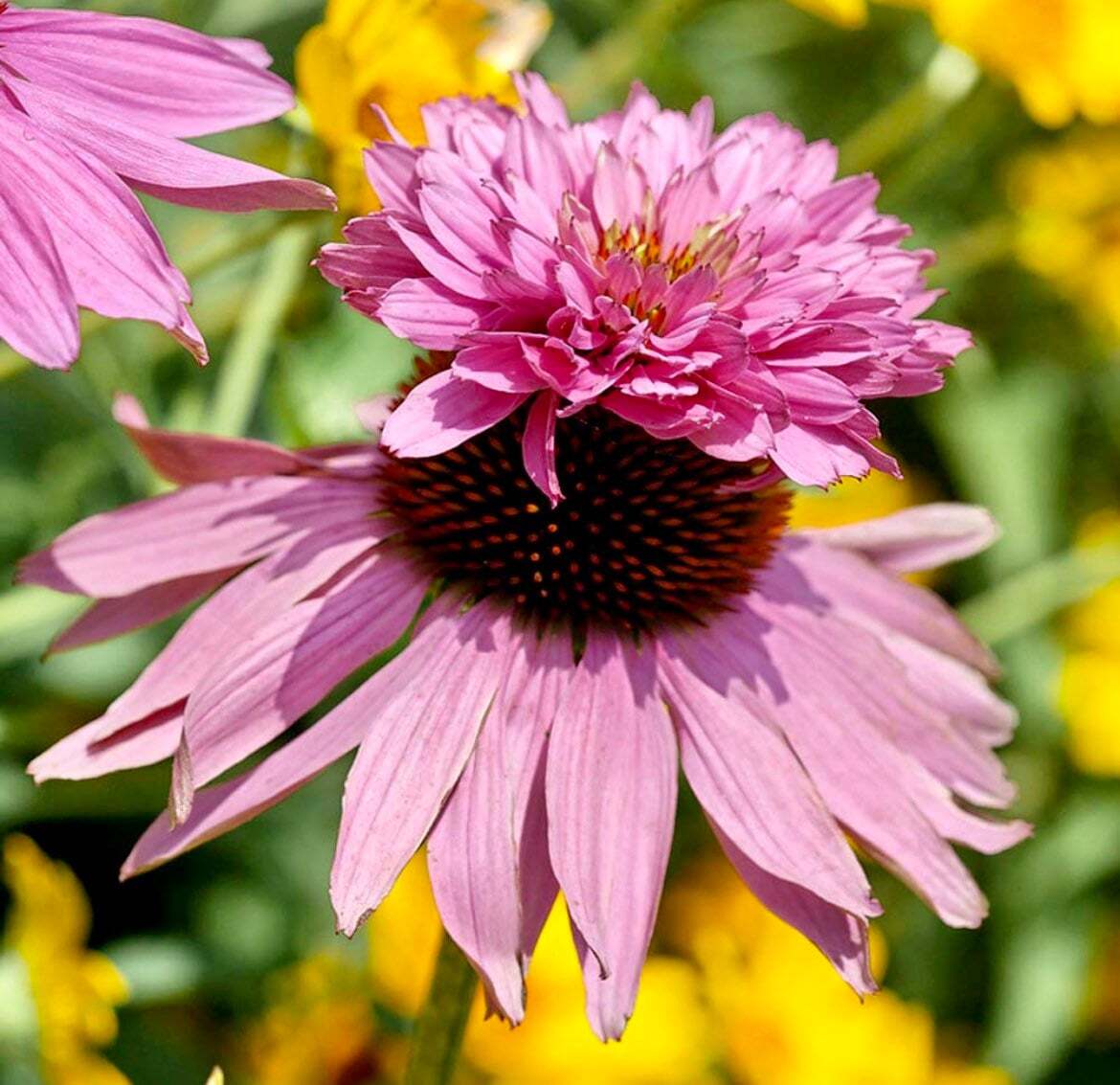 Doubledecker Purple Coneflower Echinacea Seeds ~ Echinacea Purpurea Doubledecker gallery