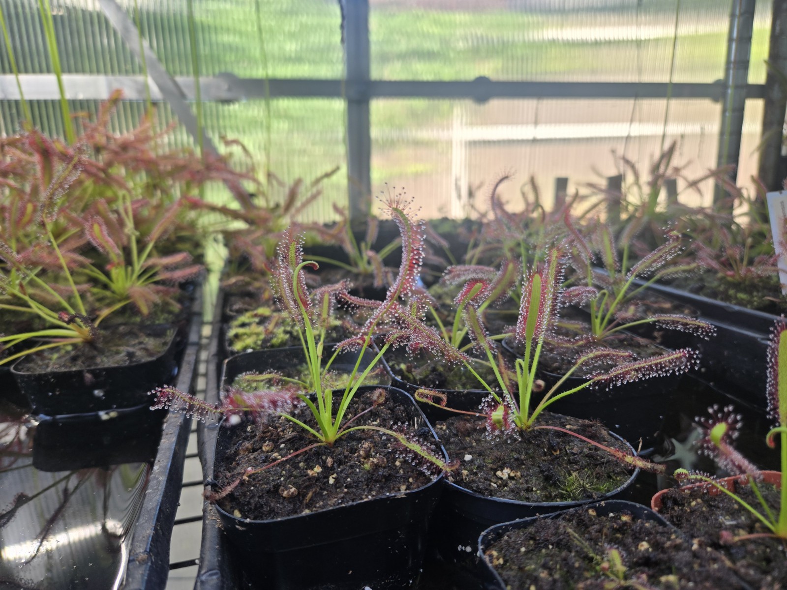 SUNDEW 4 Pack- (LIVE CARNIVOROUS PLANT)- Drosera Capensis gallery
