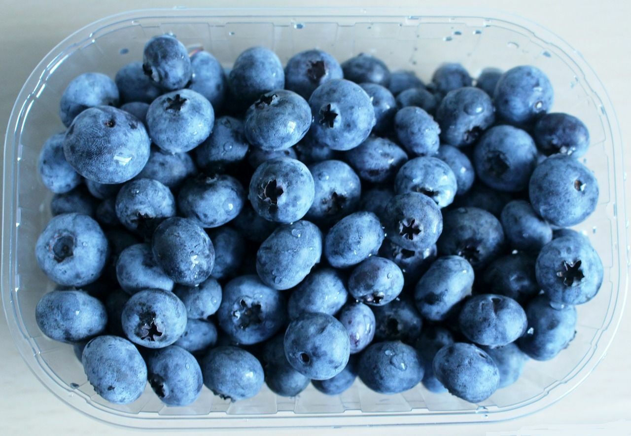 60 Highbush Blueberry Seeds gallery