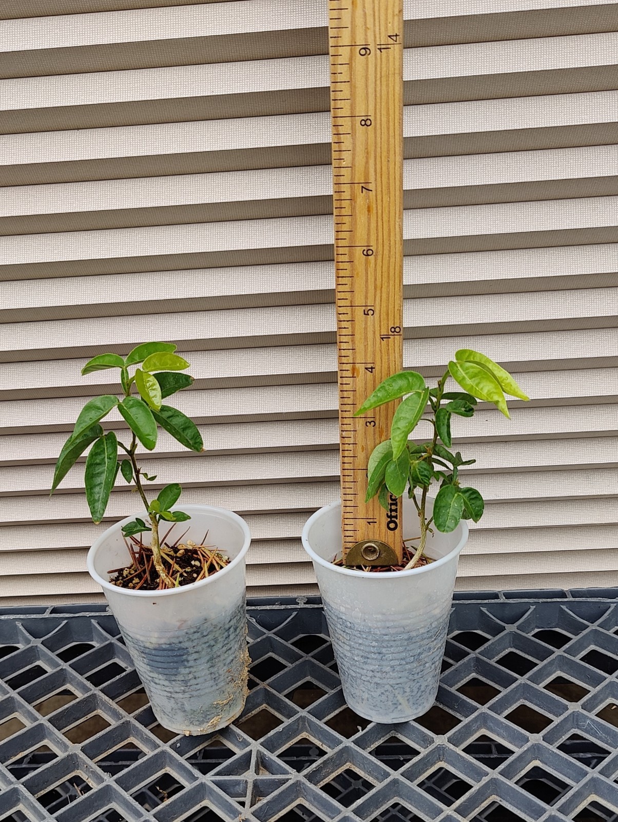 1 (One) Live Plant "SPOON TOMATO" ROOTED about 5-17" Tall gallery