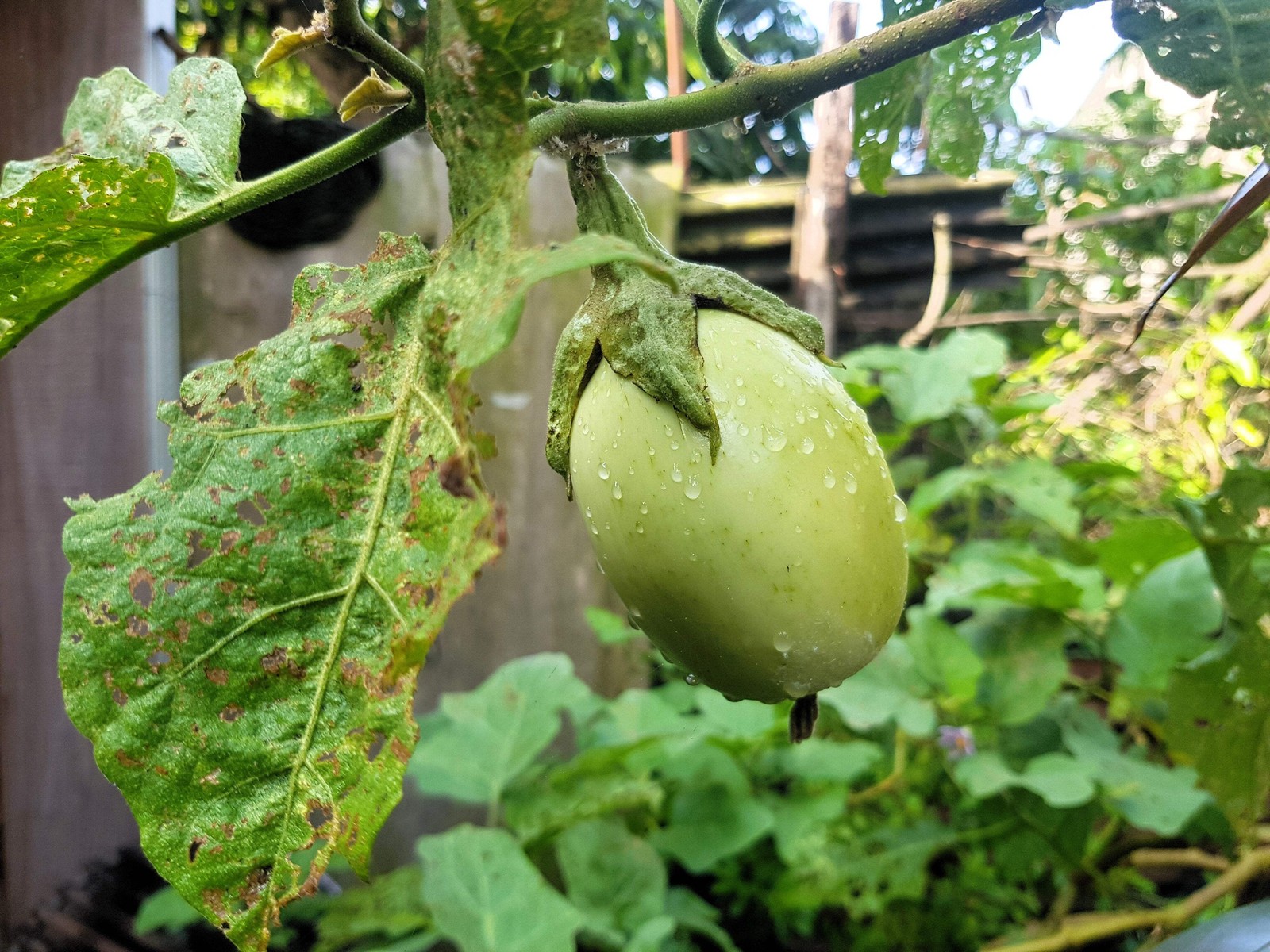 25 APPLEGREEN EGGPLANT Green Fruit / Vegetable Solanum Melongena Seeds *Comb S/H gallery