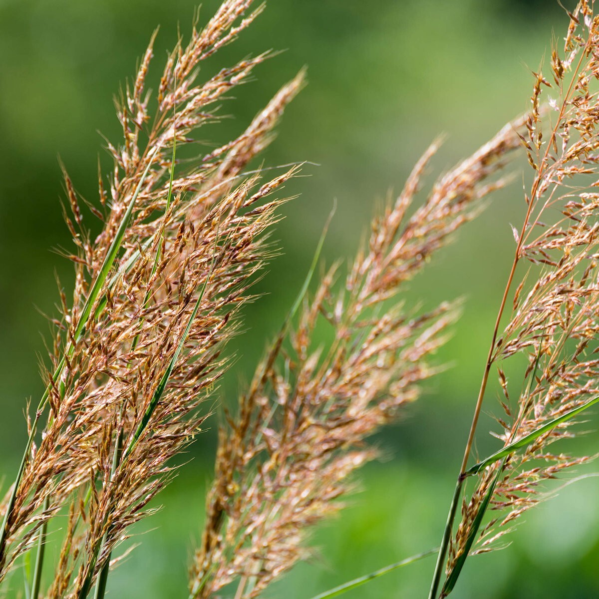 1 Lb Indian Grass Native Grass Seeds - Everwilde Farms Mylar Seed Packet gallery