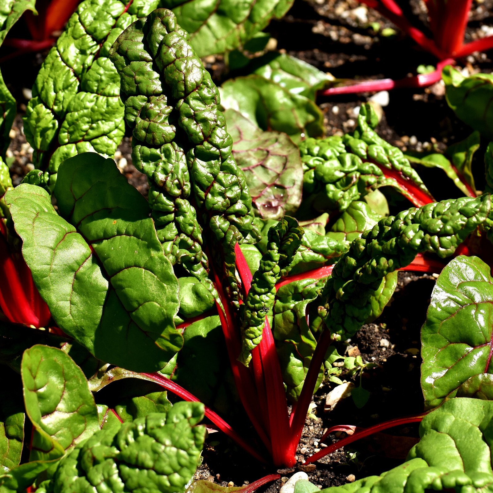 Swiss Chard Seeds, Ruby Red Heirloom, Non-GMO, Fast Growing, Free Shipping gallery