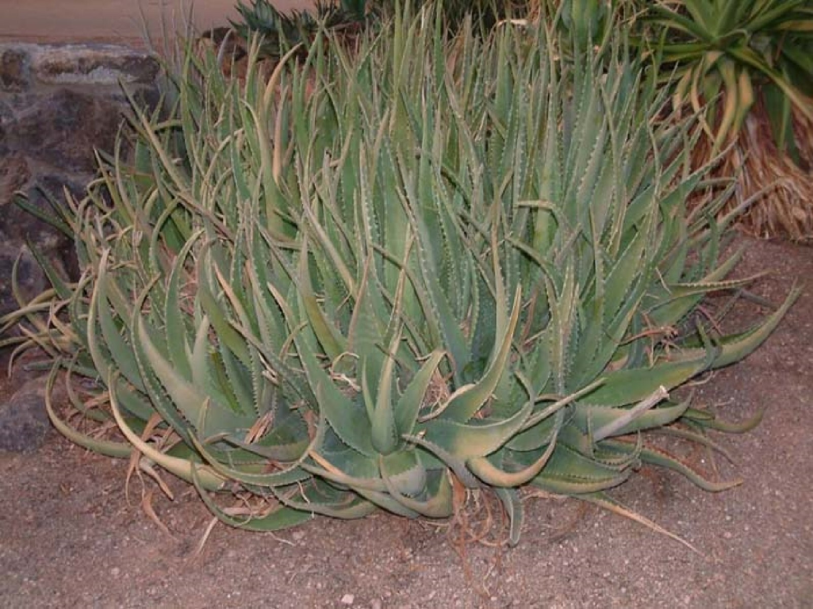 Aloe Camperi Flowering Succulent | Fast Growing 10 seeds Free Shipping! gallery