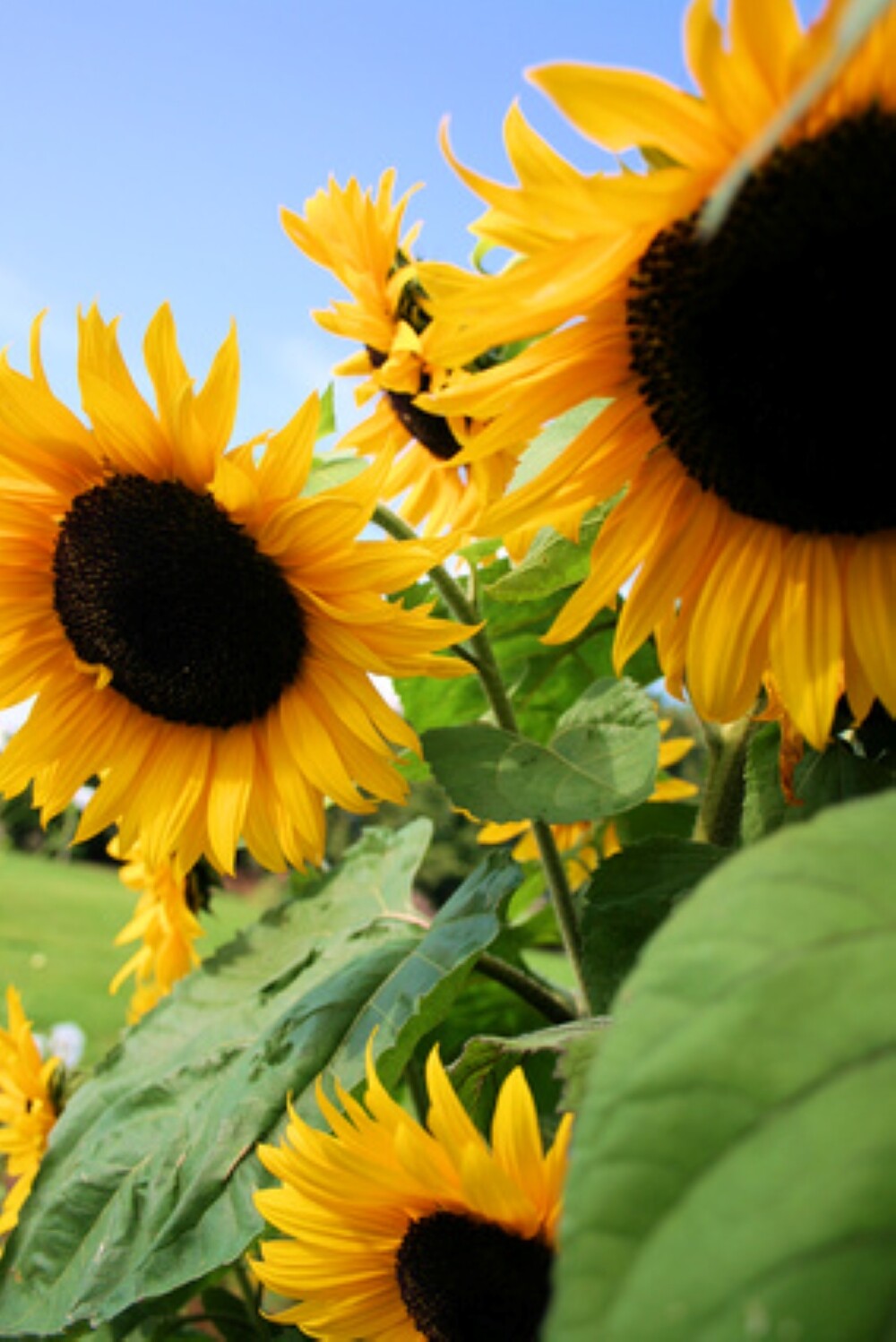 BULK Sunflower Seeds For Planting | Large Black Oil Mammoth Sun Flower Seed 2023 gallery
