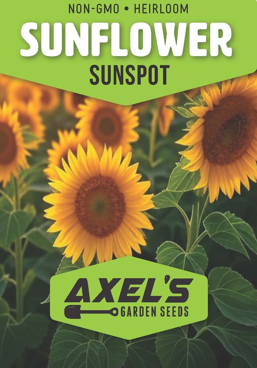 Sunflower Seeds - Dwarf Yellow Sunspot, Heirloom, Free Shipping gallery