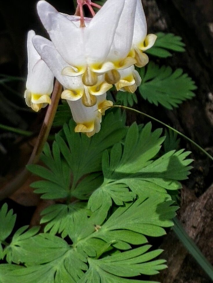 Dutchman Breeches (Dicentra Cucularia) Bulbs/Bareroot gallery
