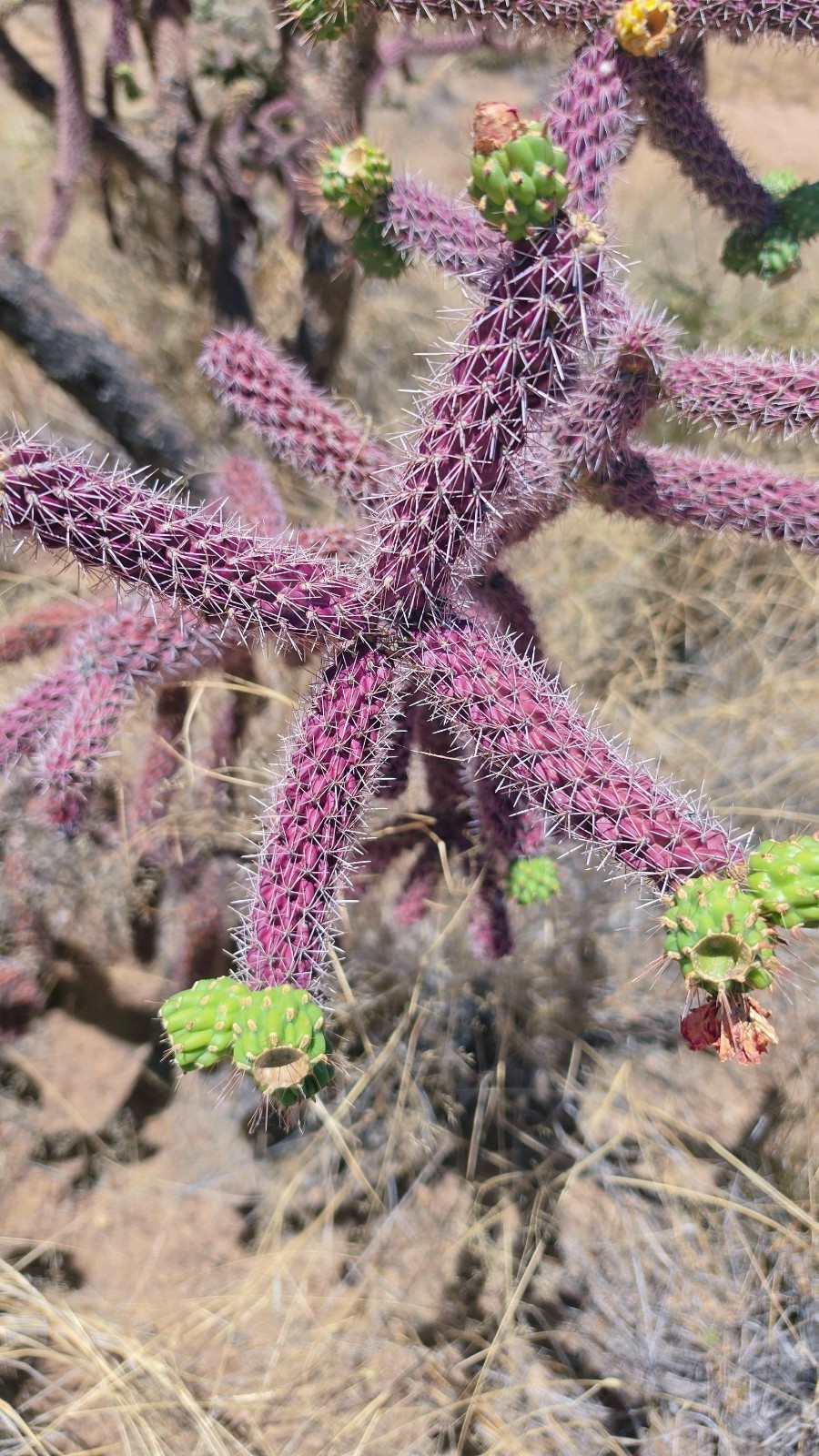 2 Cutting New! Rare Red-Purple Cholla Cactus- Silver Spines - staghorn cholla gallery