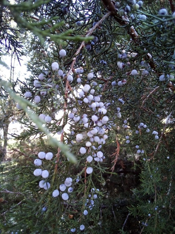 30 SEEDS EASTERN RED CEDAR gallery