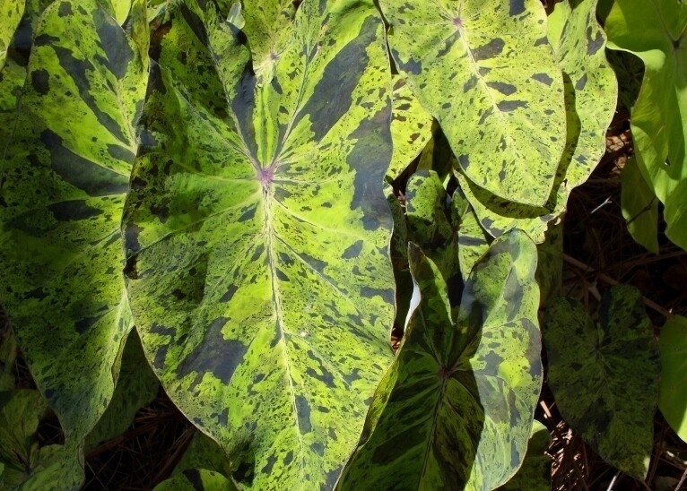 Mojito Colocasia / Elephant Ear /Taro - Large 1 Gallon Pot gallery