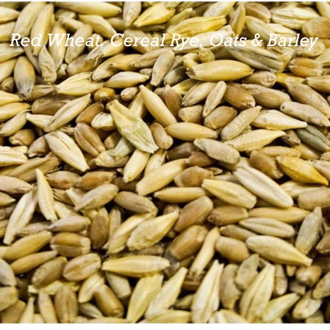 Cat Grass Mix - Red Wheat, Barley, Oats & Cereal Rye. 300+ Seeds, gallery