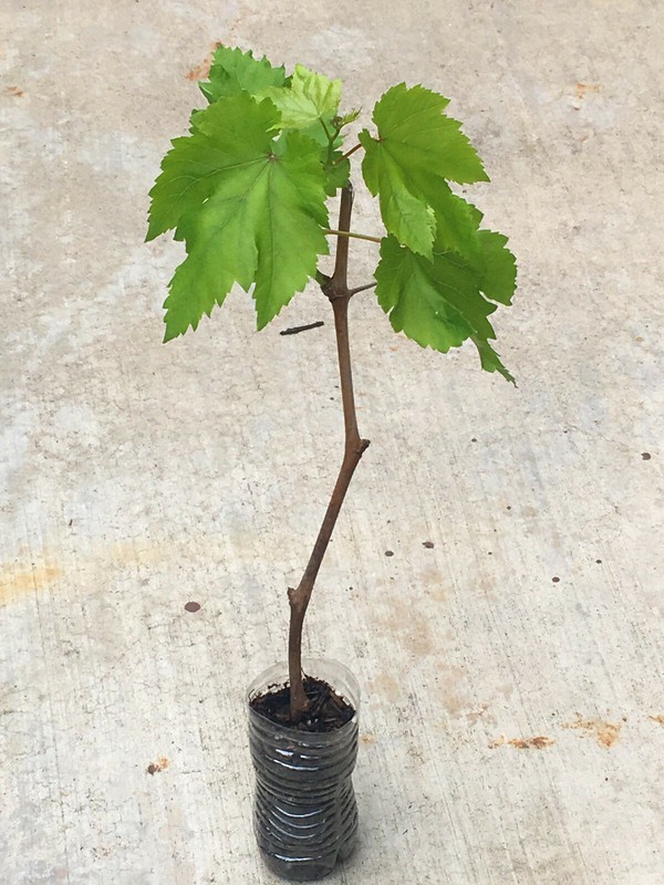 Sweet Red Flame Fruit Seedless Grape Vine Rooted Plants Tree 12+ inches Tall gallery
